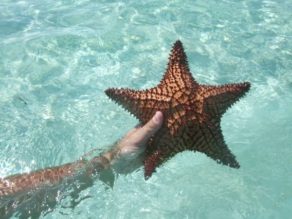 estrella de mar. eran estrellas de mar que
