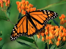 mariposa-anaranjada